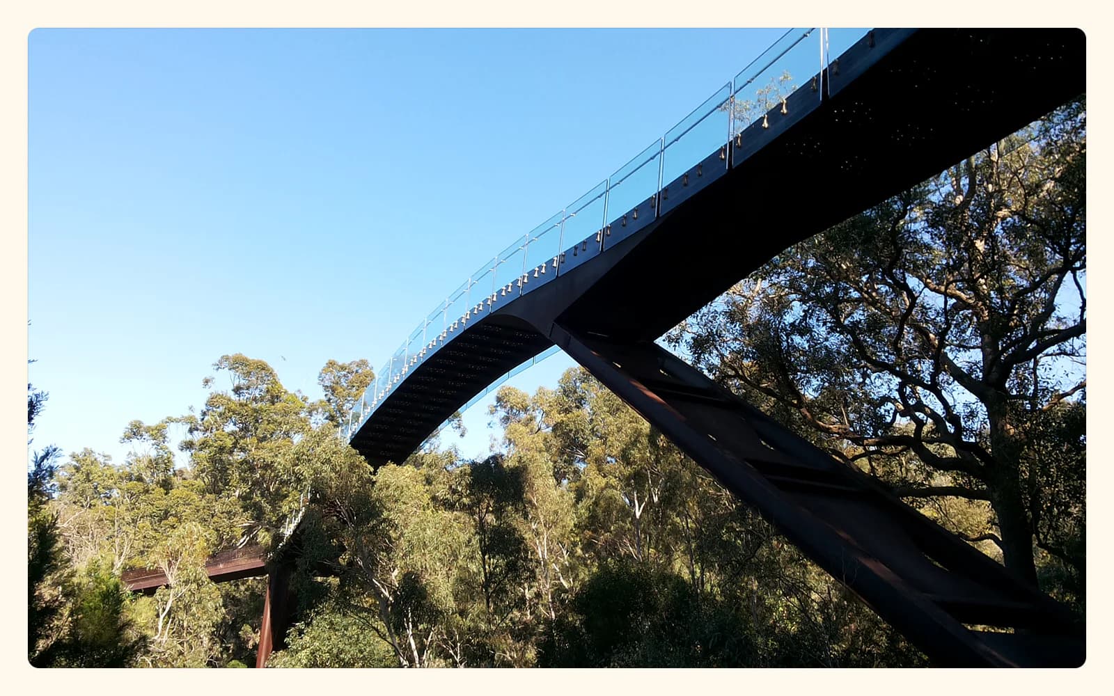A curved glass-and-steel treetop bridge sweeping above eucalyptus trees in Kings Park, Perth.